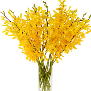 Tammy Yellow Mokaras