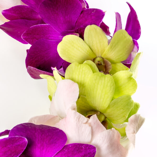 Leis RedBull - Image 2
